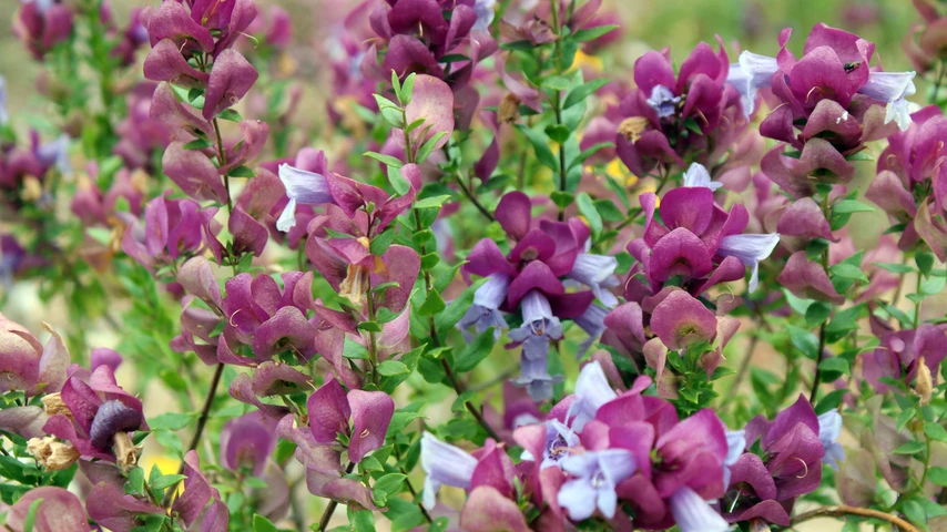 Eremophila Cuneifolia Australian wild flower also known as Poverty and Emu bush growing in the West Australian bush is a stunning plant flowering in spring.